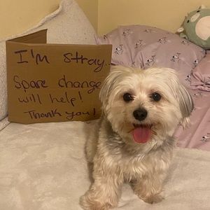 Meet your Posher, Steven